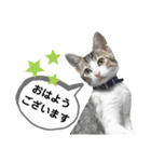mon*habi保護猫ファミリー☆挨拶、返事編（個別スタンプ：3）