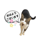 mon*habi保護猫ファミリー☆挨拶、返事編（個別スタンプ：4）