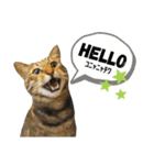 mon*habi保護猫ファミリー☆挨拶、返事編（個別スタンプ：5）