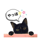 mon*habi保護猫ファミリー☆挨拶、返事編（個別スタンプ：7）