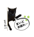 mon*habi保護猫ファミリー☆挨拶、返事編（個別スタンプ：8）
