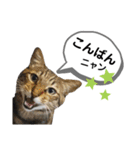 mon*habi保護猫ファミリー☆挨拶、返事編（個別スタンプ：9）
