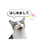 mon*habi保護猫ファミリー☆挨拶、返事編（個別スタンプ：10）