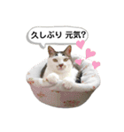 mon*habi保護猫ファミリー☆挨拶、返事編（個別スタンプ：11）