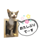 mon*habi保護猫ファミリー☆挨拶、返事編（個別スタンプ：12）