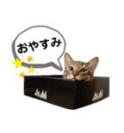 mon*habi保護猫ファミリー☆挨拶、返事編（個別スタンプ：14）