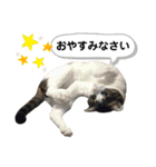 mon*habi保護猫ファミリー☆挨拶、返事編（個別スタンプ：15）