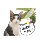 mon*habi保護猫ファミリー☆挨拶、返事編（個別スタンプ：16）