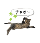 mon*habi保護猫ファミリー☆挨拶、返事編（個別スタンプ：17）