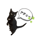 mon*habi保護猫ファミリー☆挨拶、返事編（個別スタンプ：18）