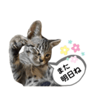 mon*habi保護猫ファミリー☆挨拶、返事編（個別スタンプ：21）