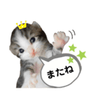 mon*habi保護猫ファミリー☆挨拶、返事編（個別スタンプ：22）