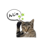 mon*habi保護猫ファミリー☆挨拶、返事編（個別スタンプ：23）