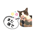 mon*habi保護猫ファミリー☆挨拶、返事編（個別スタンプ：24）