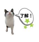 mon*habi保護猫ファミリー☆挨拶、返事編（個別スタンプ：25）