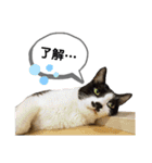mon*habi保護猫ファミリー☆挨拶、返事編（個別スタンプ：26）