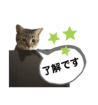 mon*habi保護猫ファミリー☆挨拶、返事編（個別スタンプ：27）