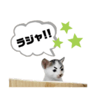 mon*habi保護猫ファミリー☆挨拶、返事編（個別スタンプ：28）