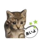 mon*habi保護猫ファミリー☆挨拶、返事編（個別スタンプ：29）