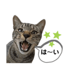 mon*habi保護猫ファミリー☆挨拶、返事編（個別スタンプ：30）