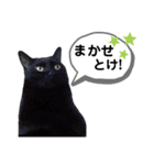 mon*habi保護猫ファミリー☆挨拶、返事編（個別スタンプ：31）