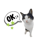 mon*habi保護猫ファミリー☆挨拶、返事編（個別スタンプ：32）