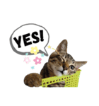 mon*habi保護猫ファミリー☆挨拶、返事編（個別スタンプ：33）