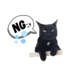 mon*habi保護猫ファミリー☆挨拶、返事編（個別スタンプ：34）