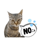 mon*habi保護猫ファミリー☆挨拶、返事編（個別スタンプ：35）