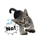 mon*habi保護猫ファミリー☆挨拶、返事編（個別スタンプ：36）