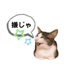 mon*habi保護猫ファミリー☆挨拶、返事編（個別スタンプ：37）