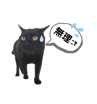 mon*habi保護猫ファミリー☆挨拶、返事編（個別スタンプ：39）