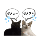 mon*habi保護猫ファミリー☆挨拶、返事編（個別スタンプ：40）