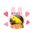 セキセイインコのスタンプ その7（個別スタンプ：1）