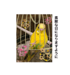 セキセイインコのスタンプ その7（個別スタンプ：3）