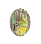 セキセイインコのスタンプ その7（個別スタンプ：4）