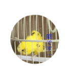 セキセイインコのスタンプ その7（個別スタンプ：5）