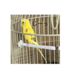 セキセイインコのスタンプ その7（個別スタンプ：6）
