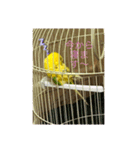セキセイインコのスタンプ その7（個別スタンプ：7）