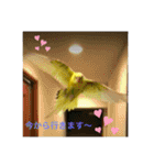 セキセイインコのスタンプ その7（個別スタンプ：8）