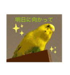 セキセイインコのスタンプ その7（個別スタンプ：9）