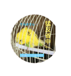 セキセイインコのスタンプ その7（個別スタンプ：10）