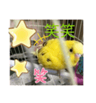 セキセイインコのスタンプ その7（個別スタンプ：11）
