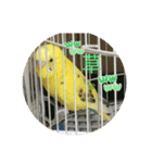 セキセイインコのスタンプ その7（個別スタンプ：14）