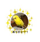 セキセイインコのスタンプ その7（個別スタンプ：16）