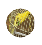 セキセイインコのスタンプ その7（個別スタンプ：19）