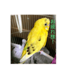 セキセイインコのスタンプ その7（個別スタンプ：20）