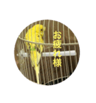 セキセイインコのスタンプ その7（個別スタンプ：23）