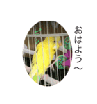 セキセイインコのスタンプ その7（個別スタンプ：24）