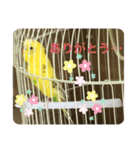 セキセイインコのスタンプ その7（個別スタンプ：25）
